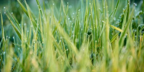 Why Lawn Maintenance Is So Important