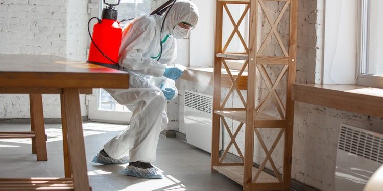 Termite Inspection How to Detect an Infestation
